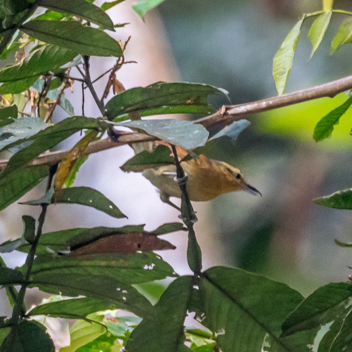 Rufescent Antshrike - Jesse Huth