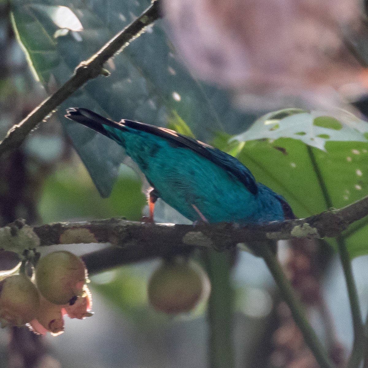 Blue Dacnis - ML44647401