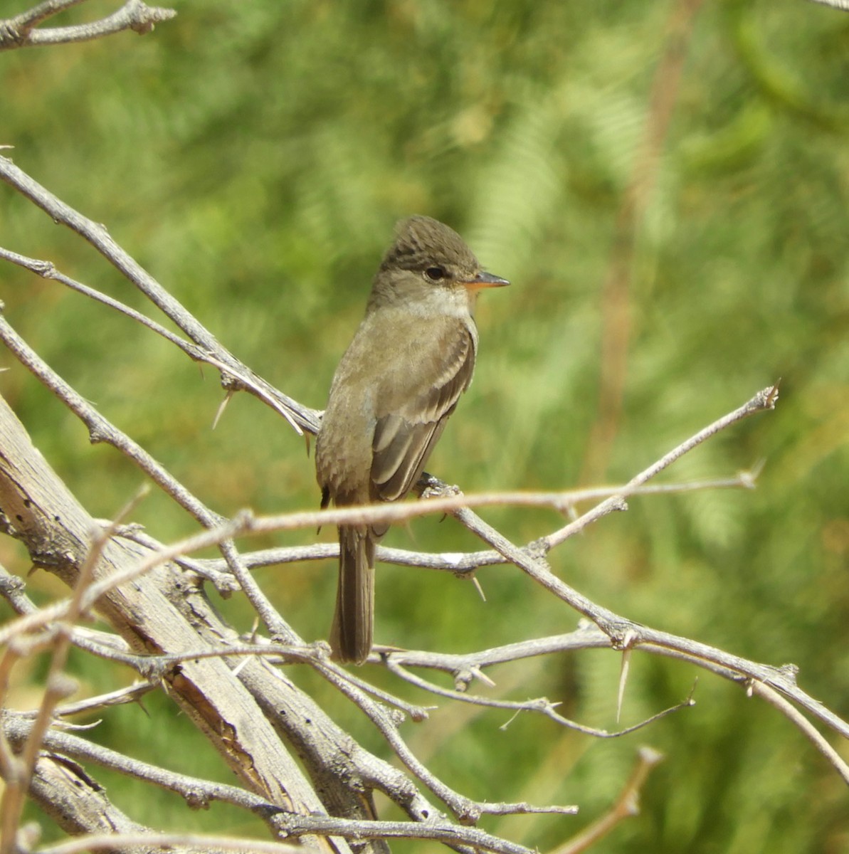 Willow Flycatcher - ML446474651