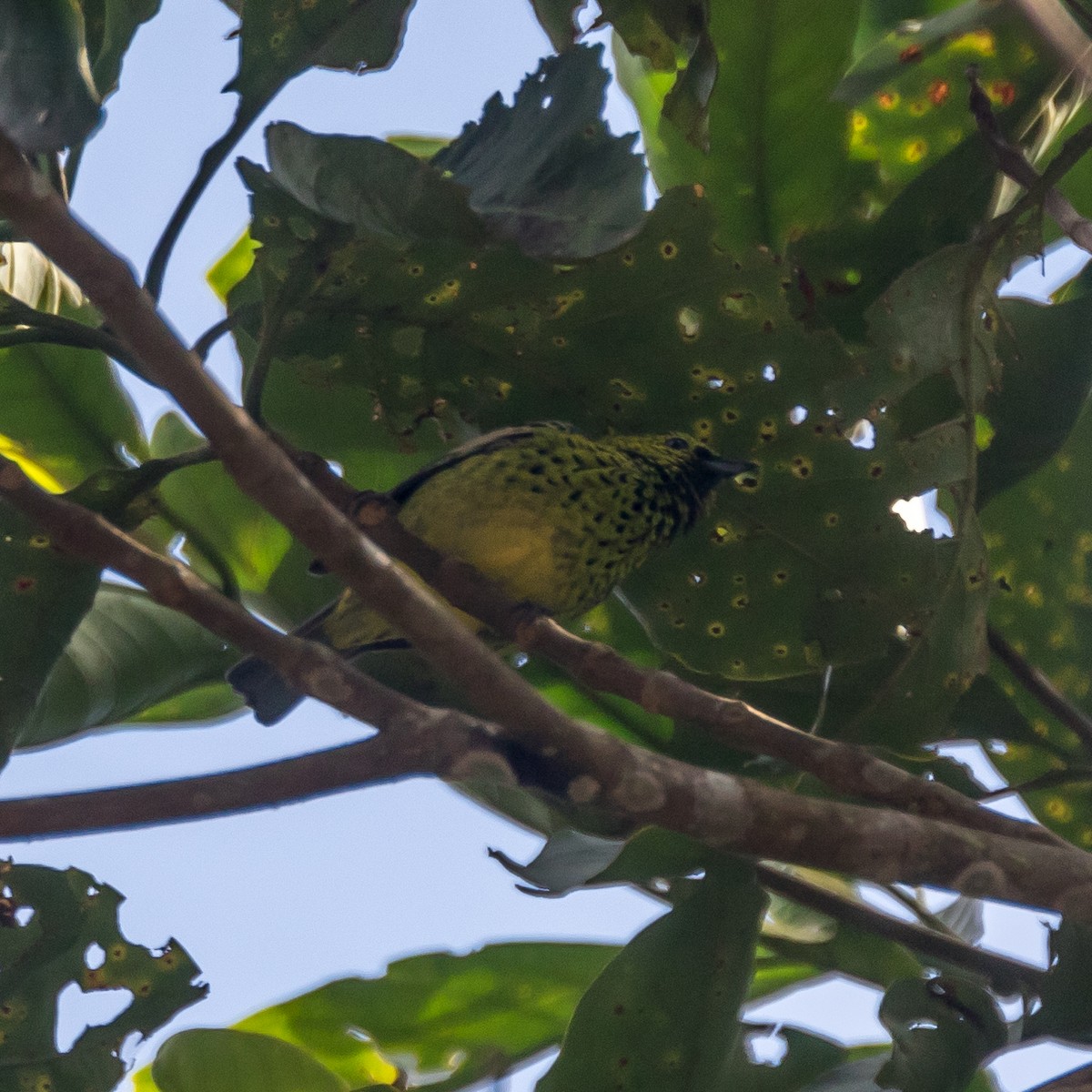 Yellow-bellied Tanager - ML44647591
