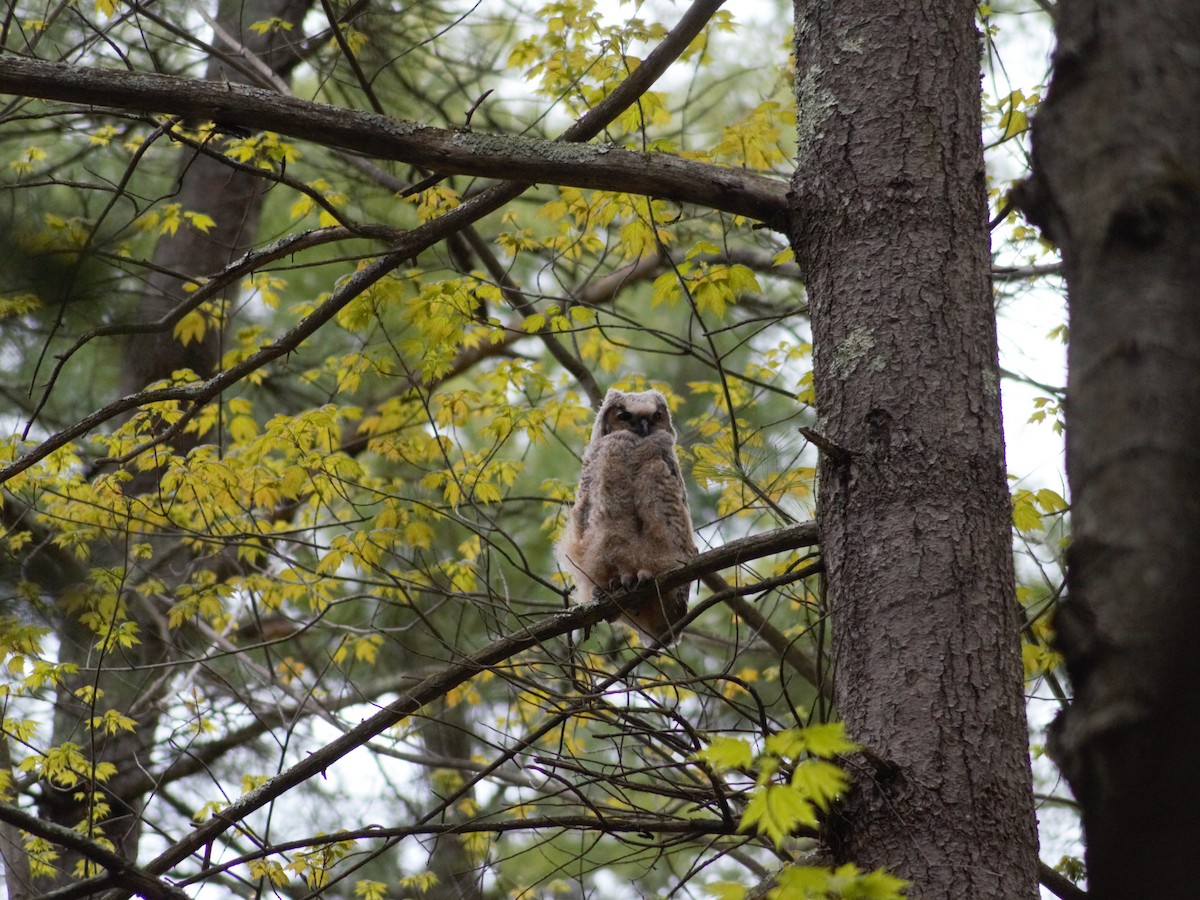 Great Horned Owl - ML446475931