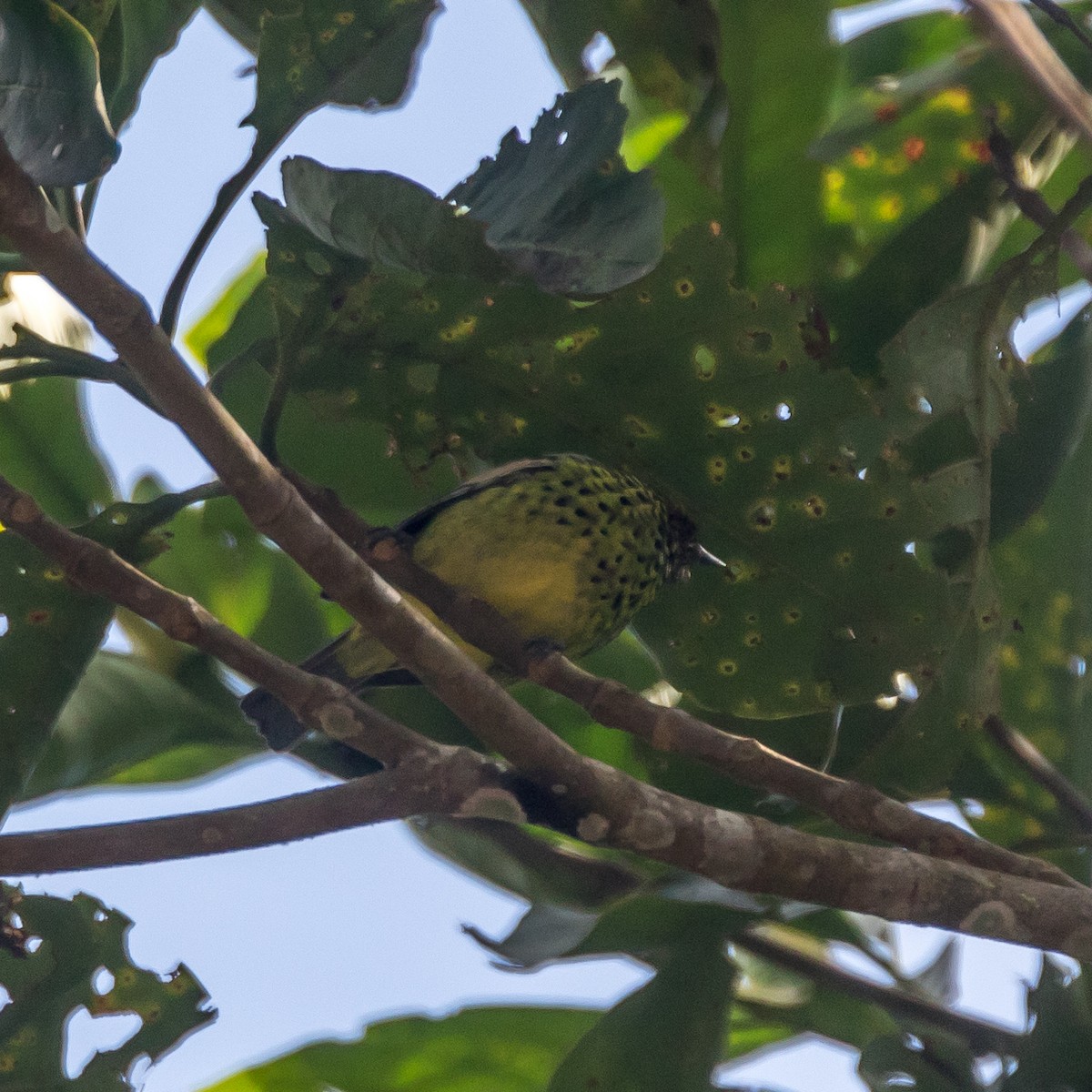 Yellow-bellied Tanager - ML44647601