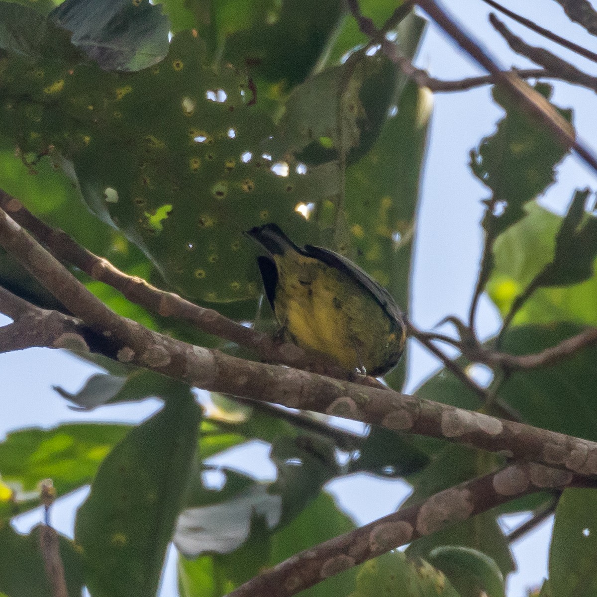 Yellow-bellied Tanager - ML44647611