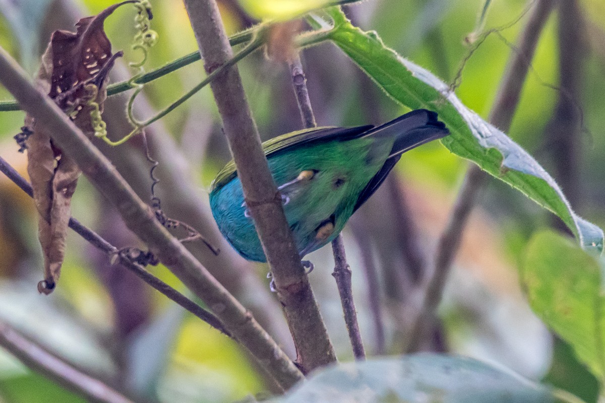 Bay-headed Tanager - ML44647621