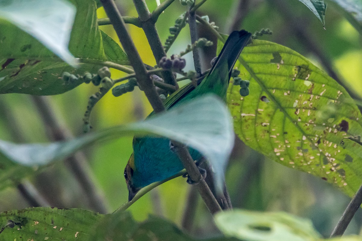 Bay-headed Tanager - ML44647641