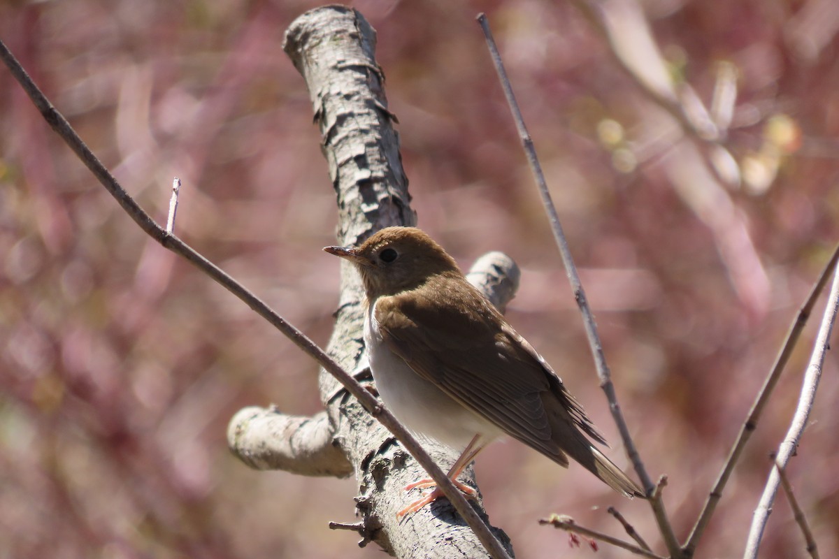 Veery - ML446477441
