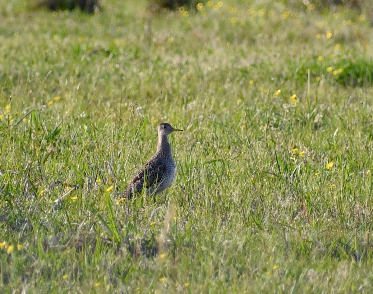 Upland Sandpiper - ML446477601