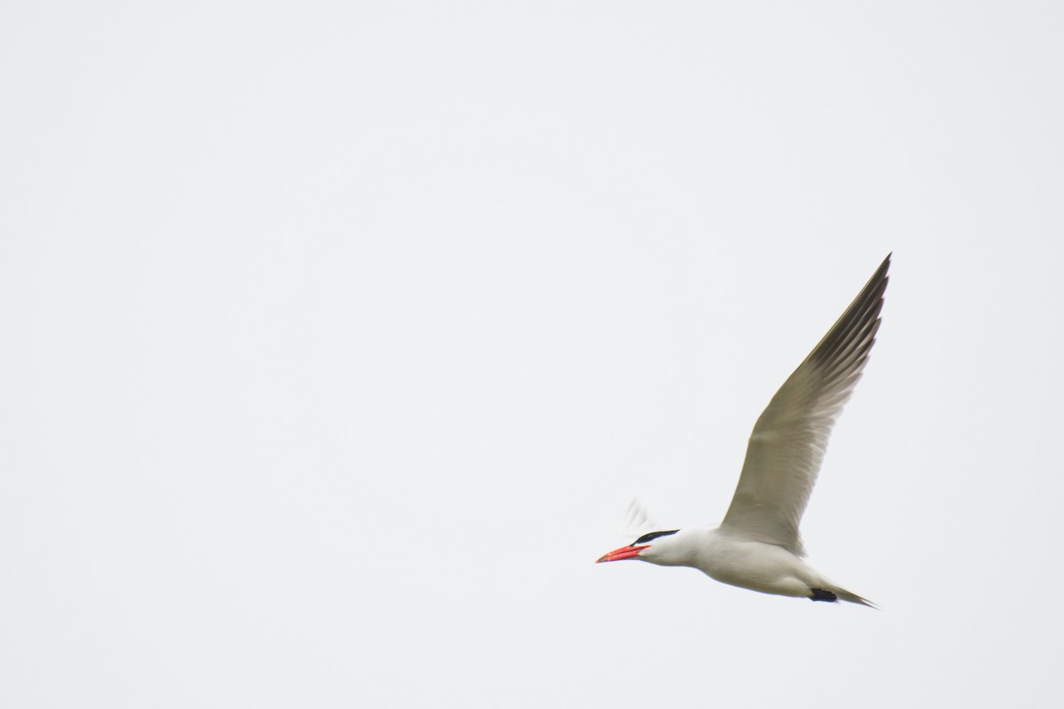 Caspian Tern - ML446478261