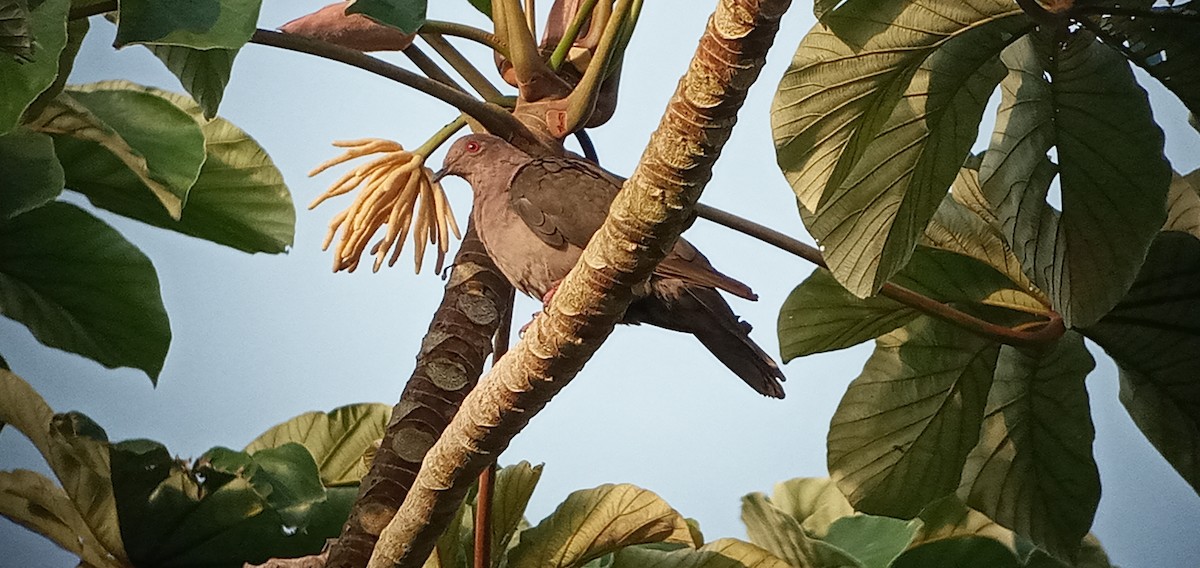 Short-billed Pigeon - Mauricio  Aguilar