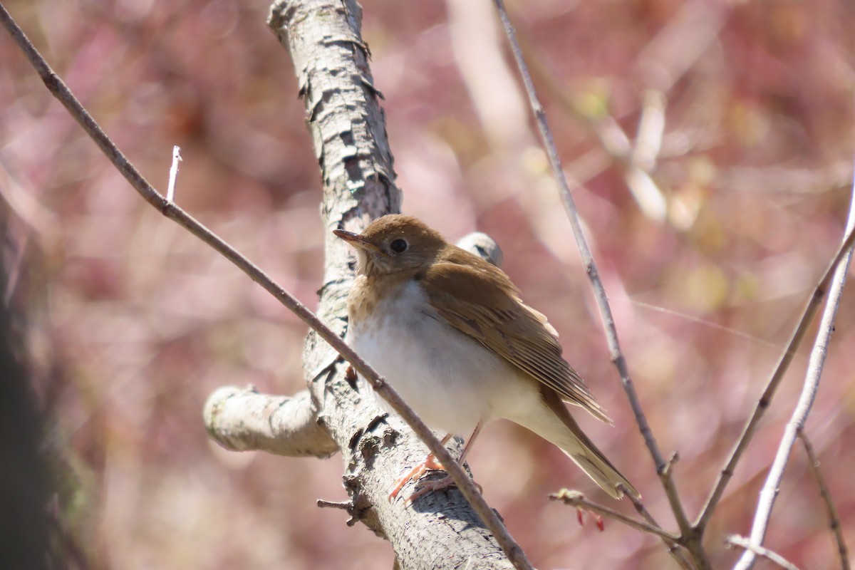 Veery - ML446480201