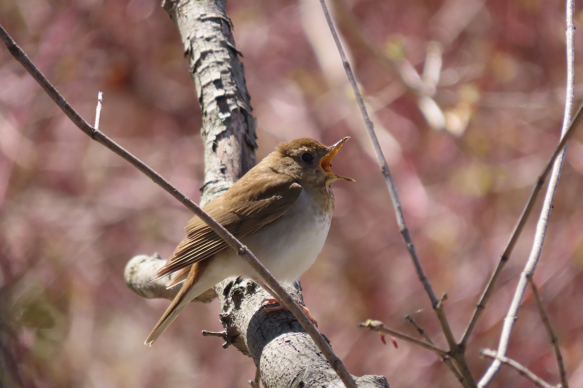 Veery - ML446480371