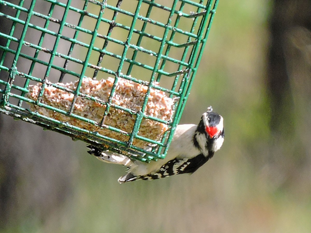 Downy Woodpecker - ML446481231