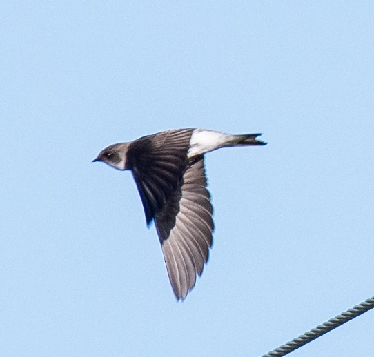 Bank Swallow - ML446481731