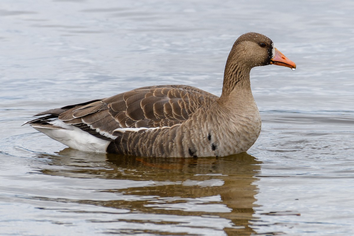 Greater White-fronted Goose - ML446482011