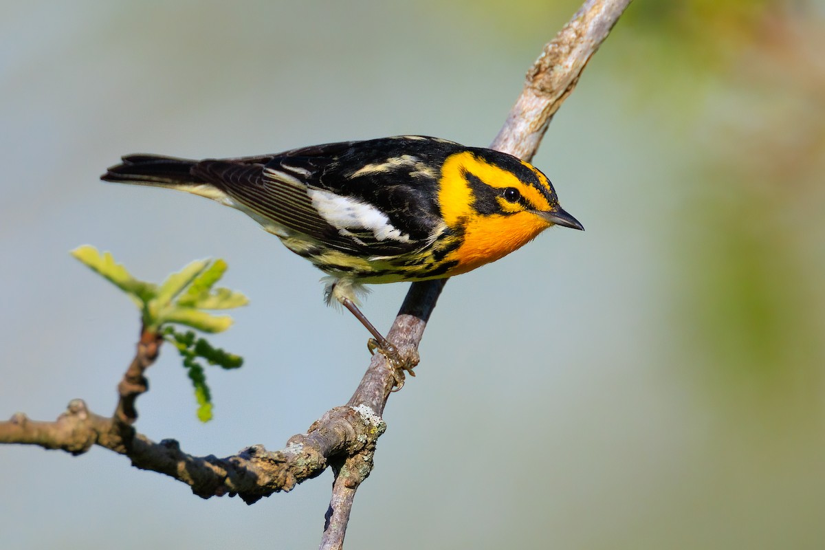 Blackburnian Warbler - ML446482771