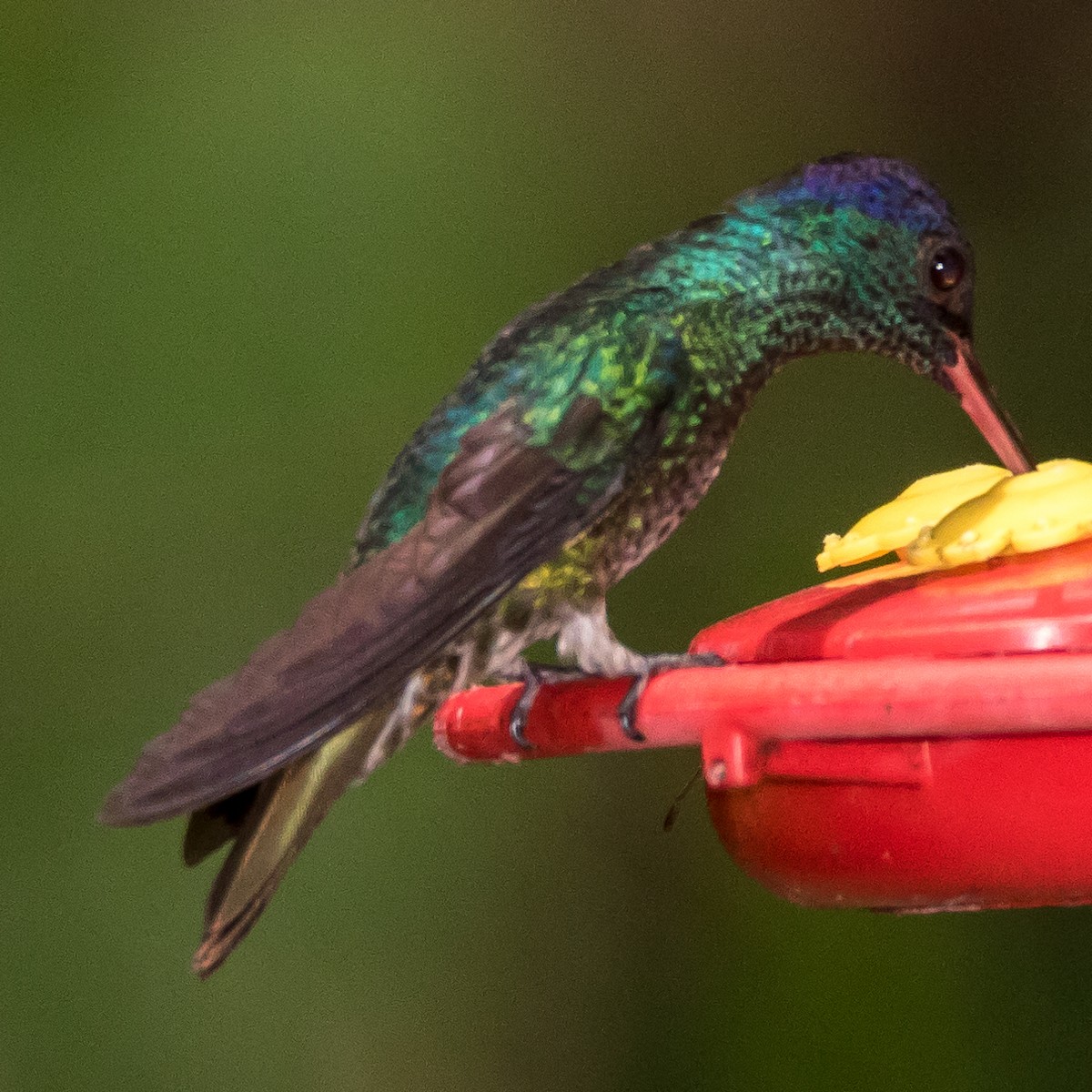 gyllenhalekolibri - ML44648581