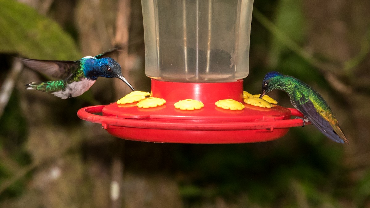 ub. kolibri (Trochilidae sp.) - ML44648731