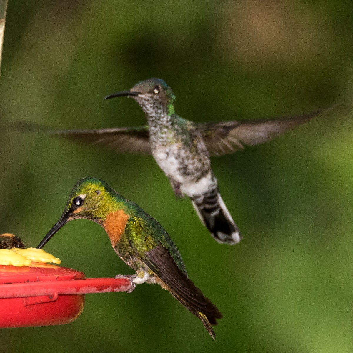 hummingbird sp. - Jesse Huth