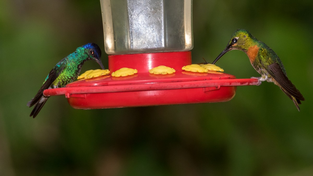 Trochilidae sp. - ML44648781