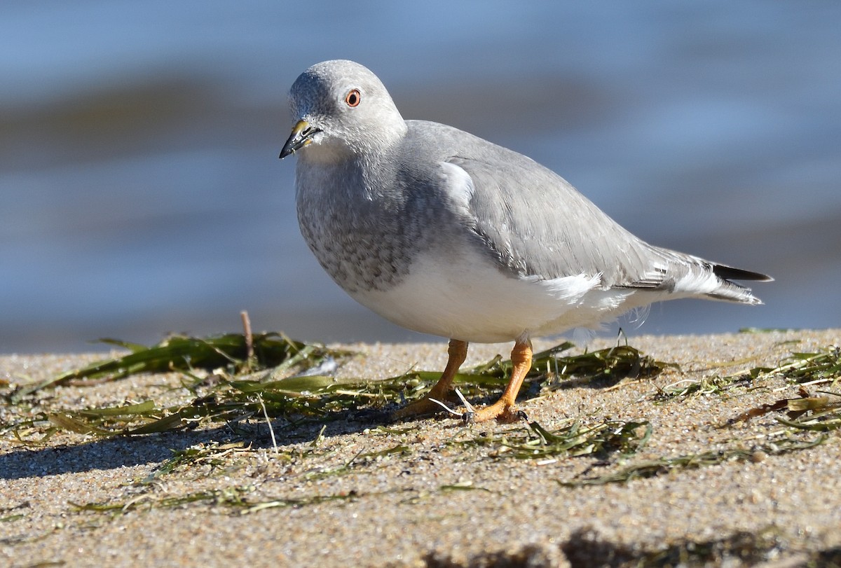 Magellanic Plover - ML446488491