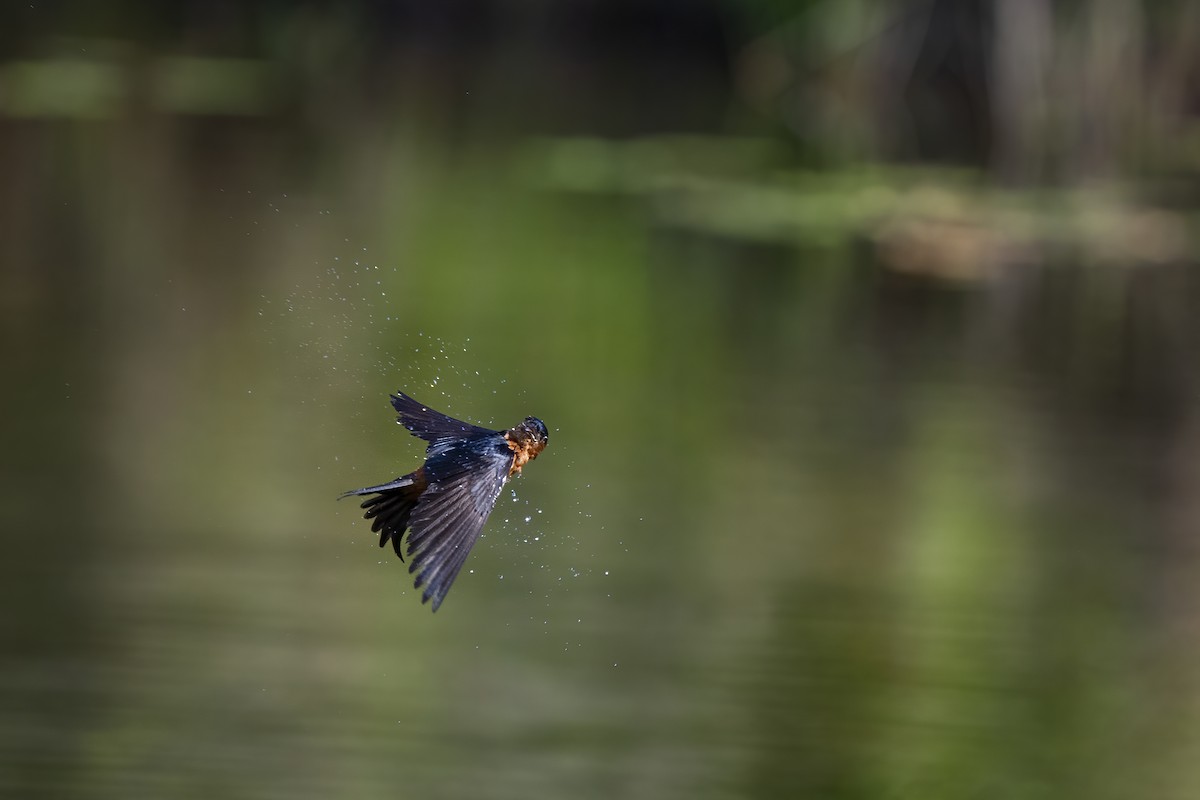 Sri Lanka Swallow - ML446488511