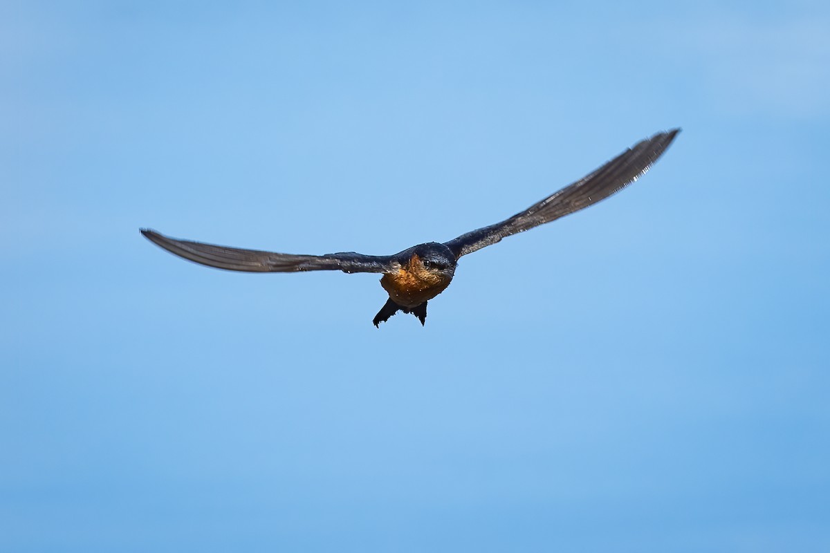 Sri Lanka Swallow - ML446488551