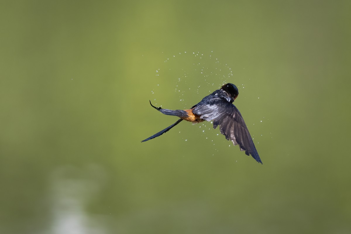 Sri Lanka Swallow - ML446488631