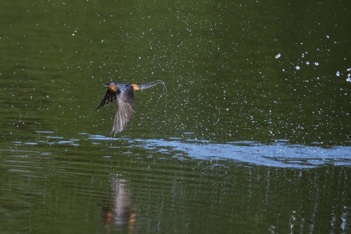 Sri Lanka Swallow - ML446488781