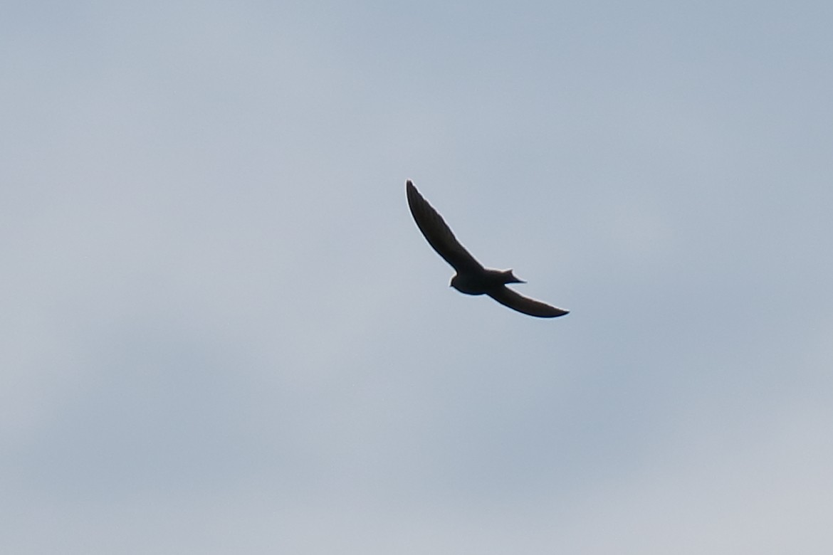 Black Swift - ML446489221