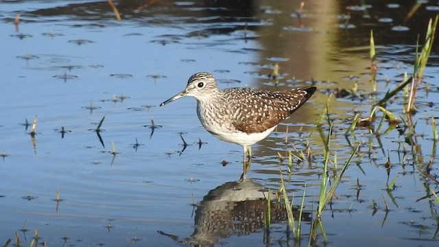 Solitary Sandpiper - ML446490121