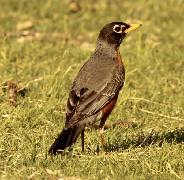 American Robin - ML446490241