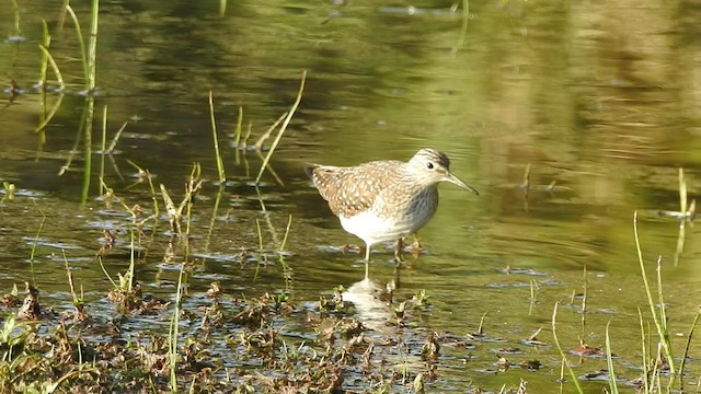 Solitary Sandpiper - ML446490461