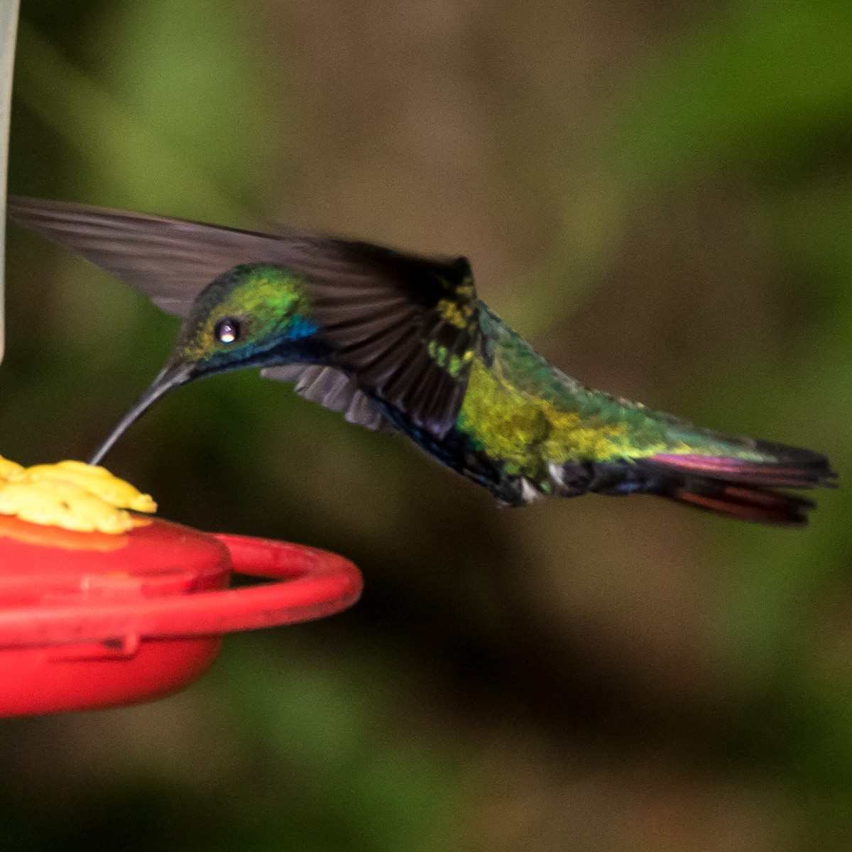 kolibřík tropický - ML44649081