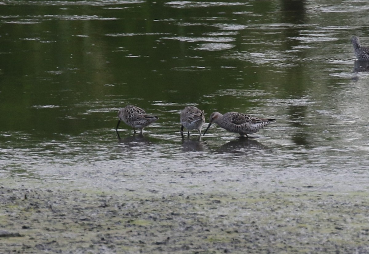 Stilt Sandpiper - James (Jim) Holmes