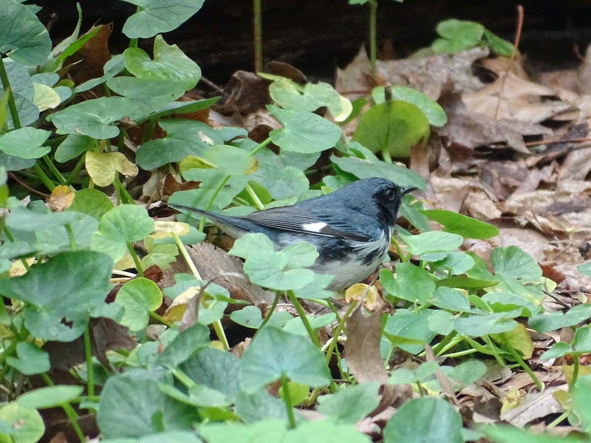 Black-throated Blue Warbler - Amy Simmons
