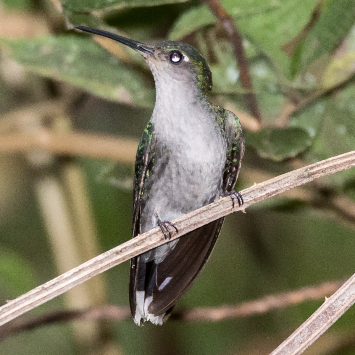 Gray-breasted Sabrewing - ML44649211