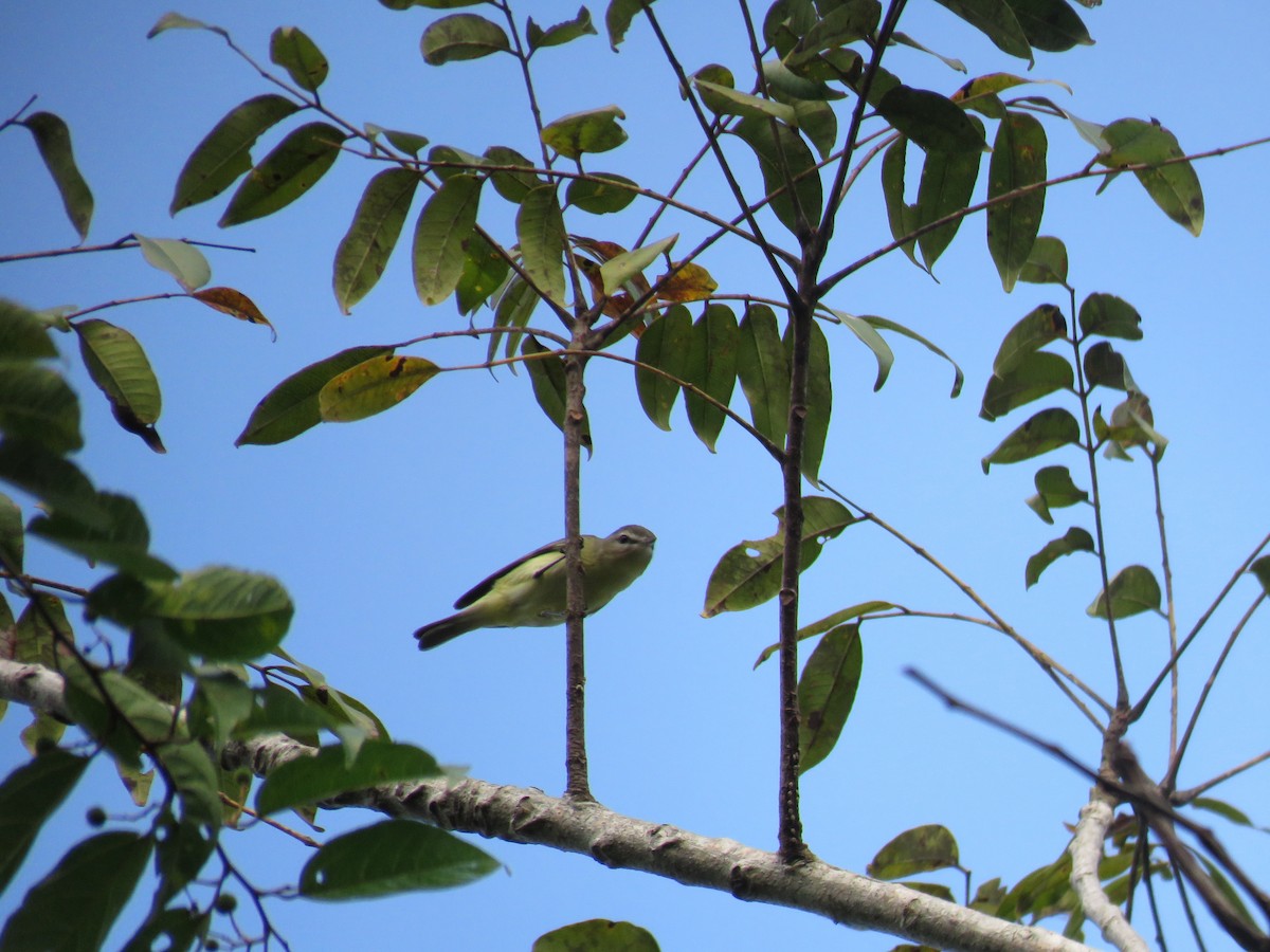 Philadelphia Vireo - ML44649231