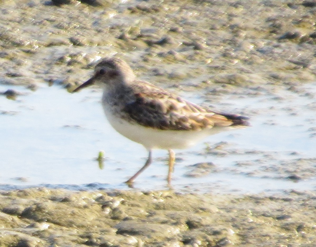 Least Sandpiper - ML446492311