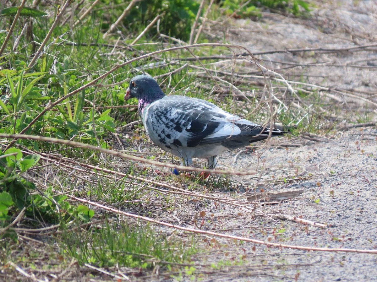 Rock Pigeon (Feral Pigeon) - ML446492791
