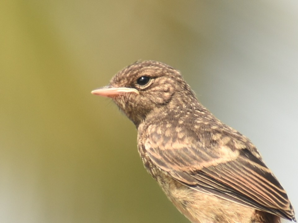 Pied Bushchat - ML446493301