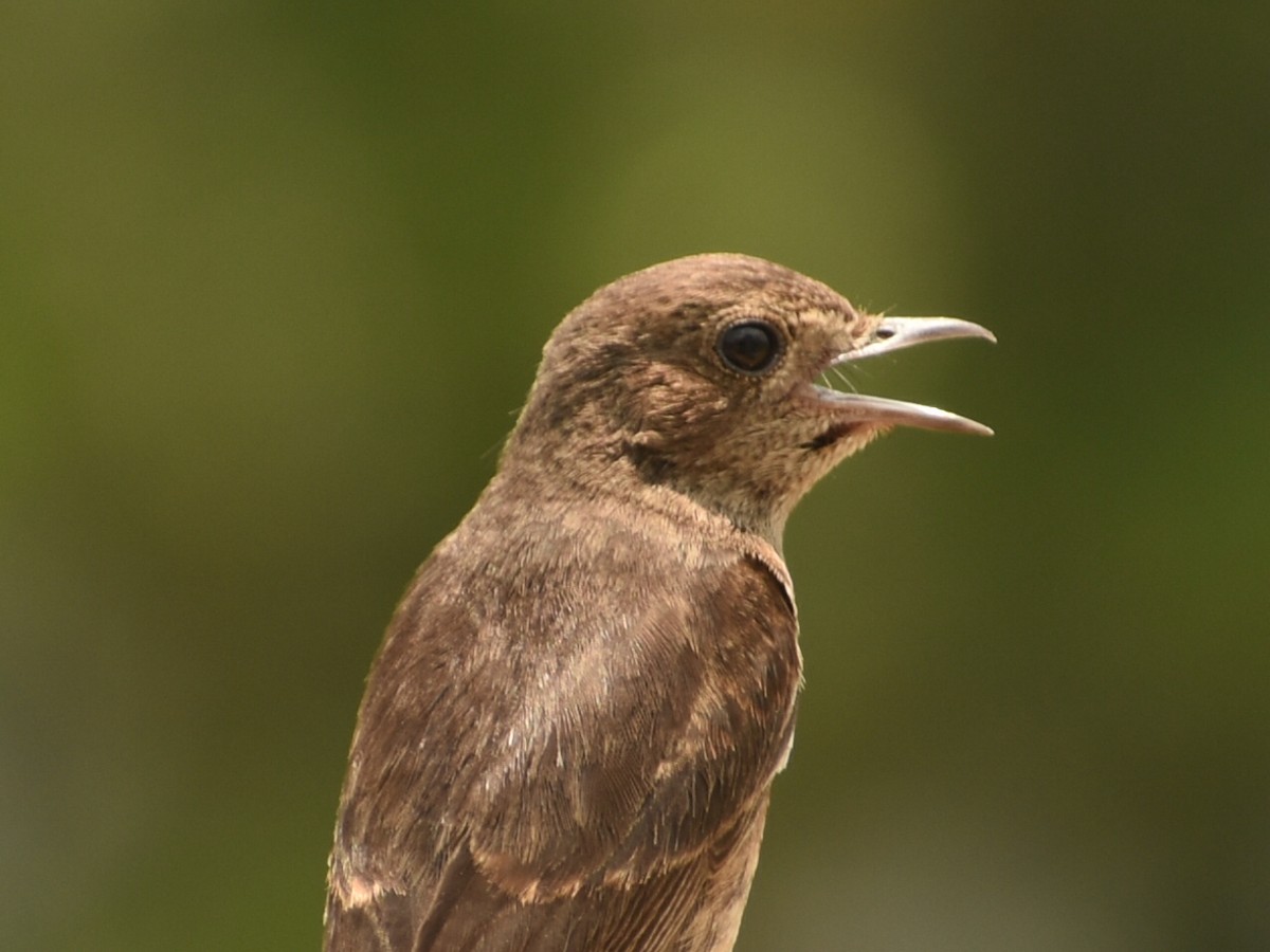 Pied Bushchat - ML446493311