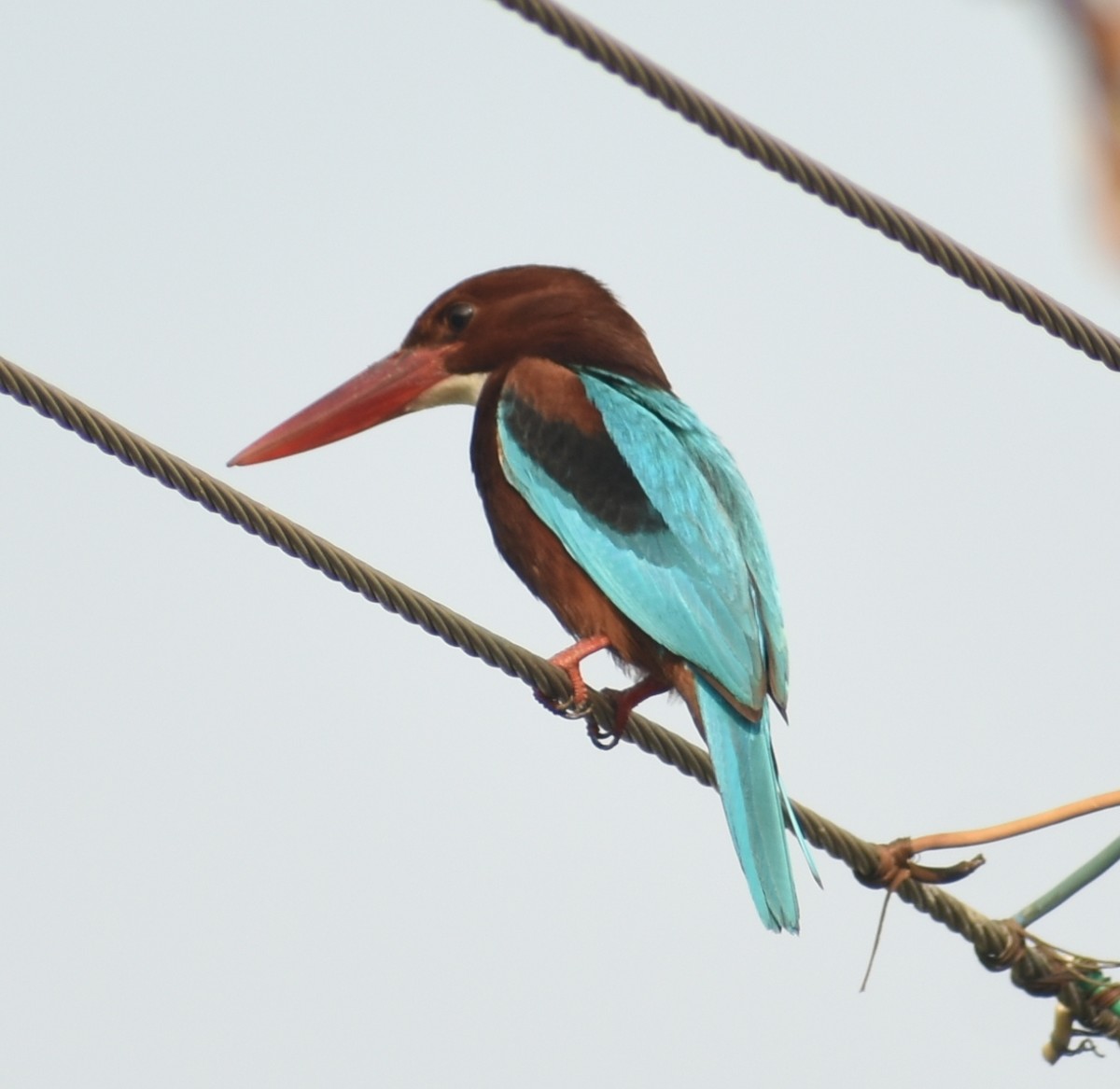 White-throated Kingfisher - Angeline Mano M