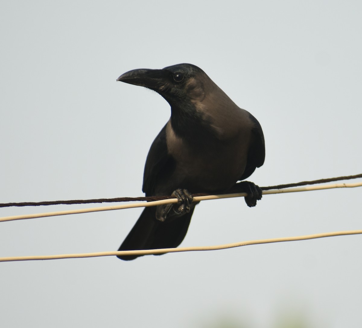 House Crow - ML446494021