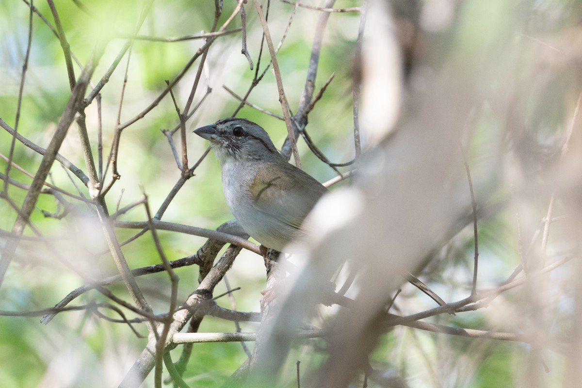 Olive Sparrow - John C. Mittermeier