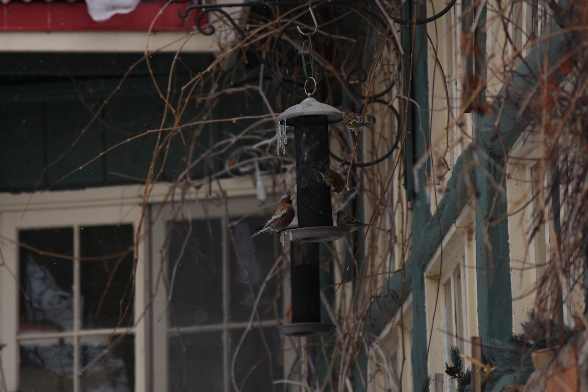 Gray-crowned Rosy-Finch - ML44649451