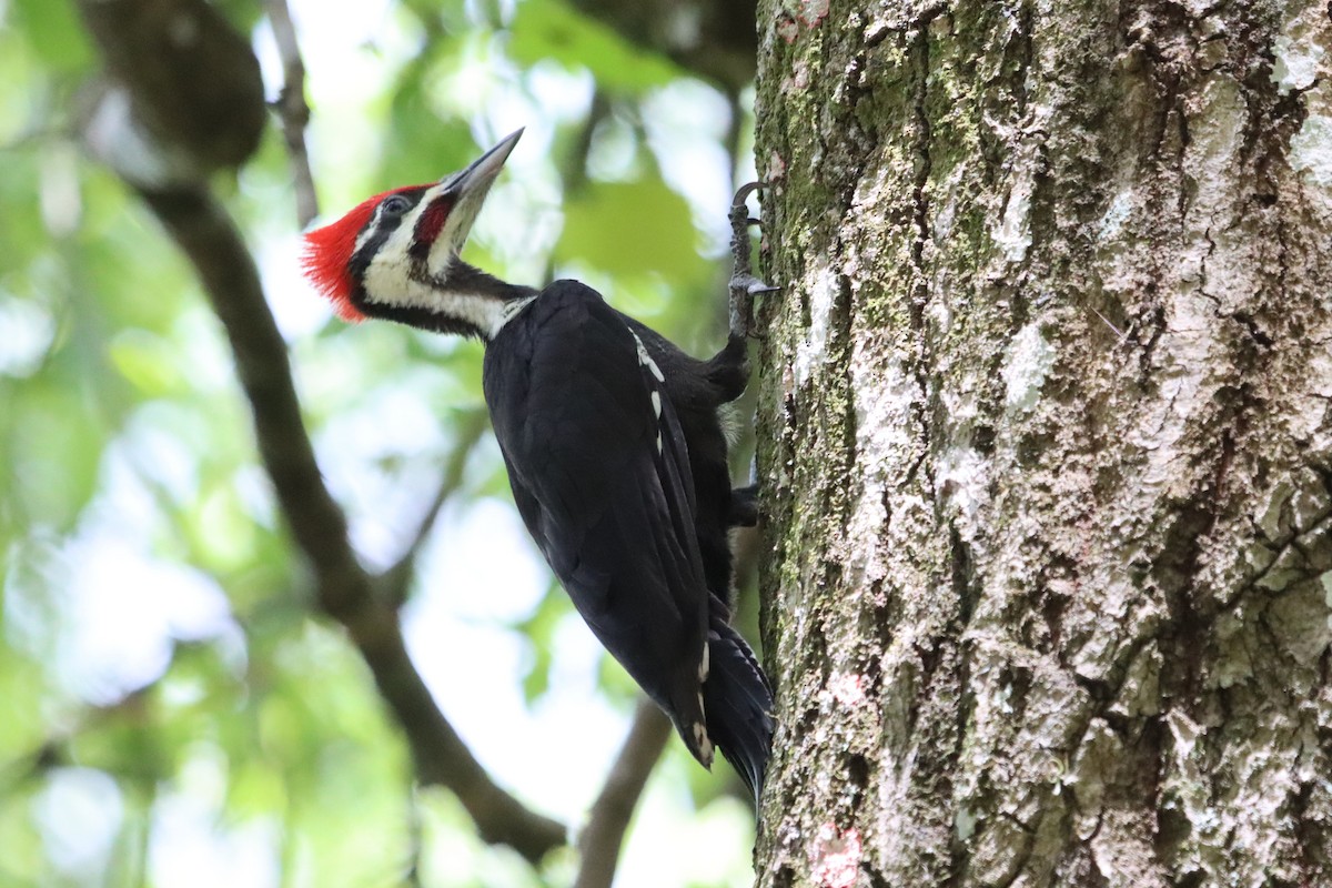 Pileated Woodpecker - ML446494571