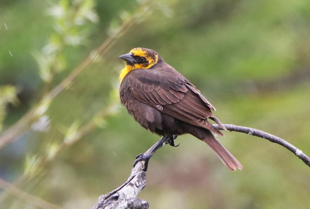 Yellow-headed Blackbird - ML446494631