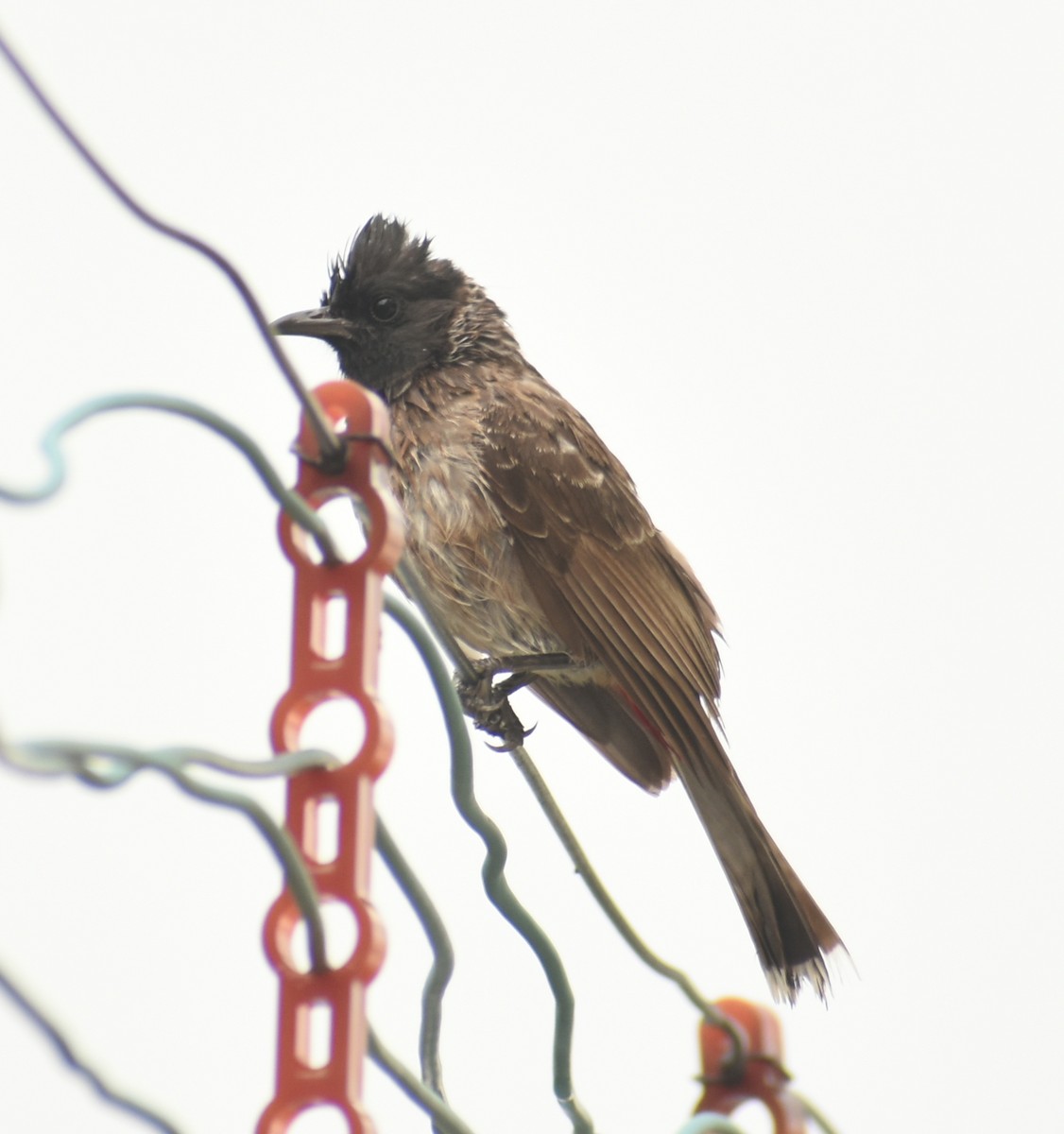 Bulbul à ventre rouge - ML446494661