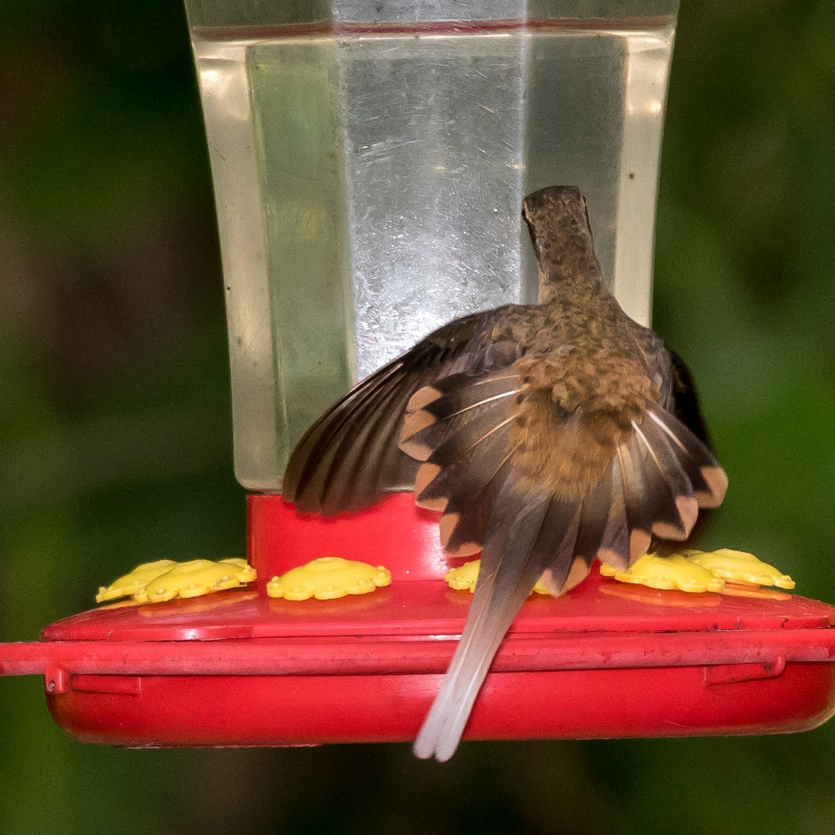 ub. eremitt (Phaethornis sp.) - ML44649471