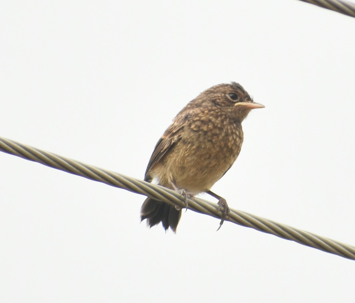 Pied Bushchat - ML446494811